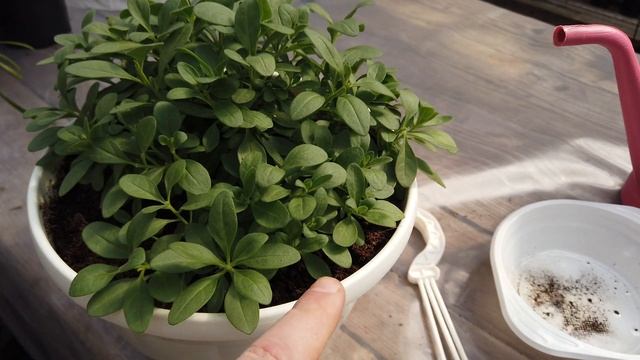 Как ПРИЩИПНУТЬ КАЛИБРАХОА Правильно! смотреть онлайн