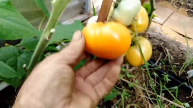 Томат Золотая девушка Джины Ли (Djena Lee's Golden Girl). смотреть онлайн