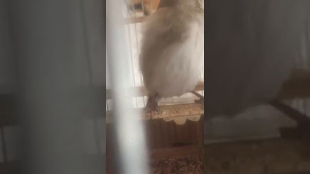 Седоголовый щегол самец смотреть онлайн