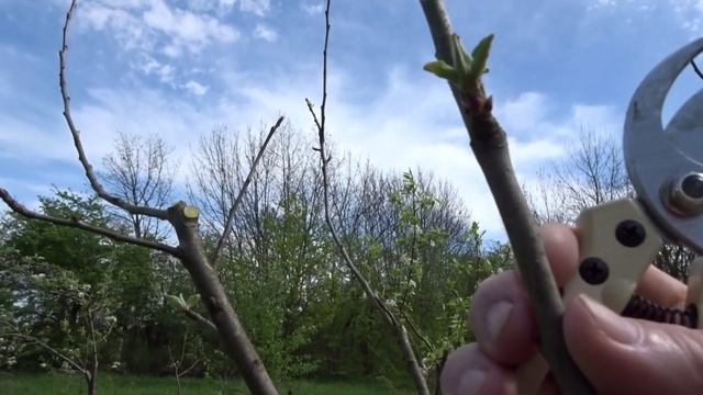 ПЕРЕДЕЛЫВАЮ "ПИРАМИДАЛЬНЫЙ ТОПОЛЬ"  В НИЗКУЮ ЧАШУ.