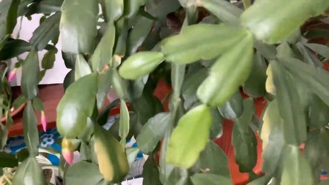 И снег идет и декабрист цветет смотреть онлайн