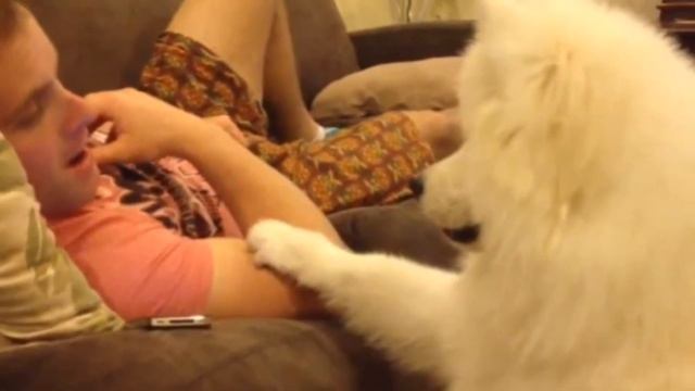 Yстановил камеру, чтобы понять, почему собака смотрит, и то,что он обнаружил, оказалось удивительны смотреть онлайн