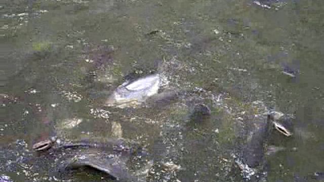 Бангкок, река Чао Прайя (Река Королей) смотреть онлайн