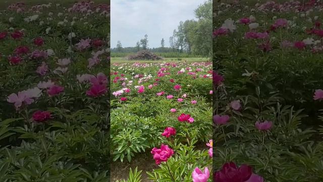 Peonies in Daugmale. Пионы в питомнике Daugmale.