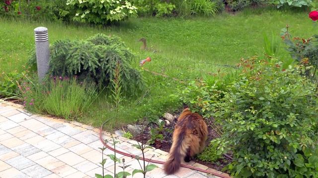 Розы на даче, кот Вилли и мы с Ириной смотреть онлайн