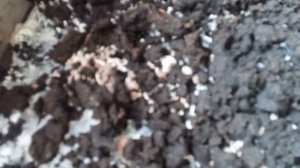 Выращиваю королевские шампиньоны дома)