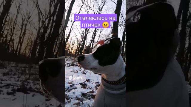 прогулка с собакой #Афи #афиамстафф #amstaff #собака #pitbull #dog.mp4