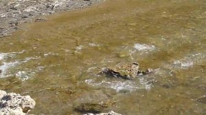 Fossil creek in Haltom City TX. with Panasonic Lumix FH20 in HD video