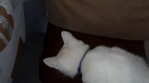 Как приготовить талу из замороженного сига.