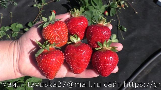 АМАРАНТ новинка в позднеспелых сортах