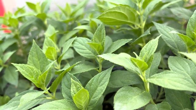 Обзор метельчатых гортензии в череночнике. Обработка от клеща и болезней…. 06.07 смотреть онлайн