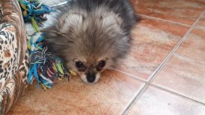 Щенок Шпица - Пырзик - миленькое видео)))