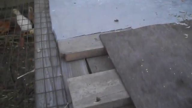 клетка для цыплят смотреть онлайн