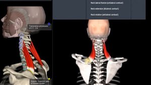 Анатомия.Мышца поднимающая лопатку. Функции, начало, крепление
