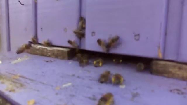 Медитация на ПЧЁЛ .Гул пчел . Очень много пыльцы .Meditation on BEES. Hum of bees. A lot of pollen. смотреть онлайн