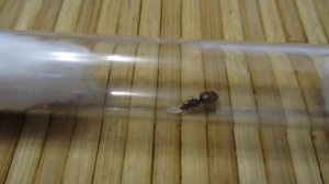 королева муравьев lasius flavus