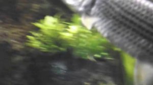 Аквариумная рыбка, рыба Голиаф тигровая, Hydrocynus goliath, океанариум спб