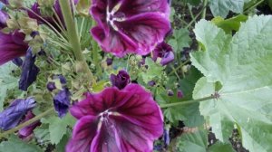 #мальвалесная / Мальва лесная (  лат. Malva sylvestris) , пурпурная королевишна на медоносной клумб