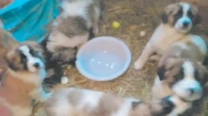 Щенки Московской сторожевой