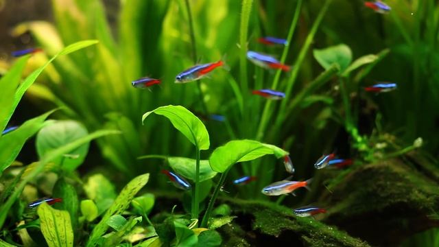 Stunning Tropical Aquarium Fish & The Best Relax Music смотреть онлайн