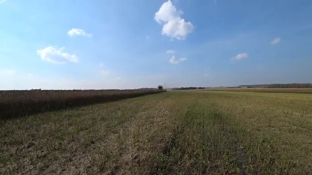 Комбайны вышли в поле убирать рапс  Урожай 2019 я не на комбайне.