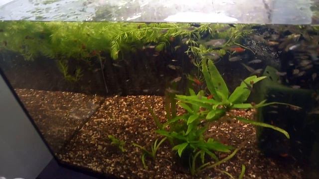 #Аквариумистика: Ловля малька, #рыбалка не выходя из дома смотреть онлайн