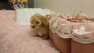 Мальтипу в свое новой комнате)