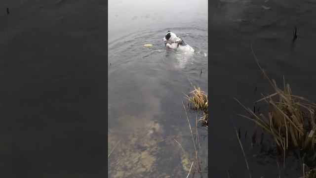 Собака прыгает в воду | Стафф | Питбуль