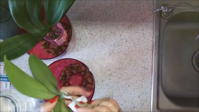 Часть 4. Реанимация. Орхидея Фаленопсис. Протираем янтарной кислотой смотреть онлайн