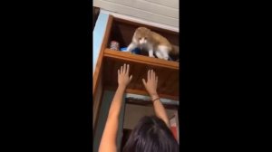 Приколы с котами! Самая Смешная Озвучка Животных! Смешное Видео