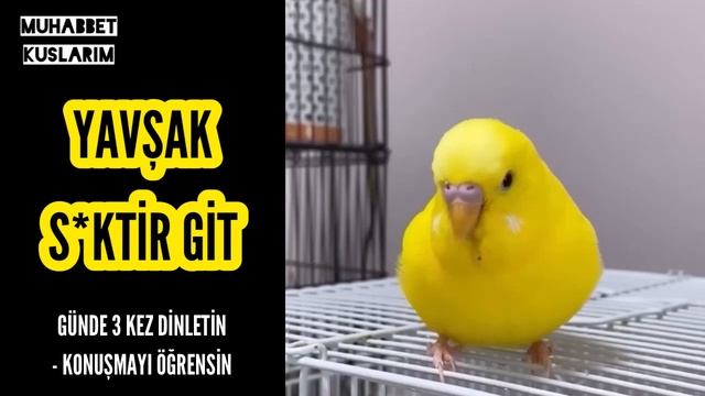 MUHABBET KUŞU KÜFÜR EDİYOR YAVŞAK , S*KT*R GİT #muhabbetkuşu #dinletkonuşsun #budgie смотреть онлайн