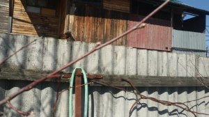Обрезка ирги