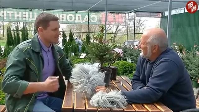 Ожоги хвойных культур, зимние повреждения хвойников