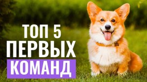 ТОП 5 первых команд для необученной собаки! С чего начать обучение питомца?