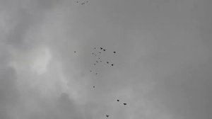 Николаевские голуби Крыма. (полет в пасмурную нелетную погоду)
