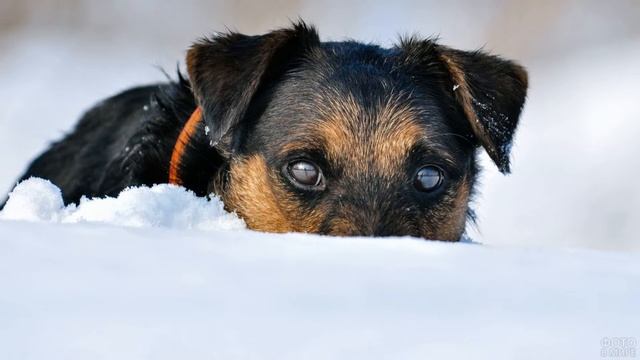НИКОГДА НЕ заводи Ягдтерьера ???//Все минусы этой породы
