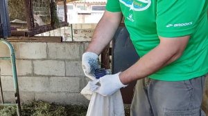 Вес нутрии 4 и 6 месяца выращенные на натуральных кормах!!!