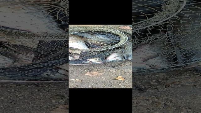 Норм Улов смотреть онлайн