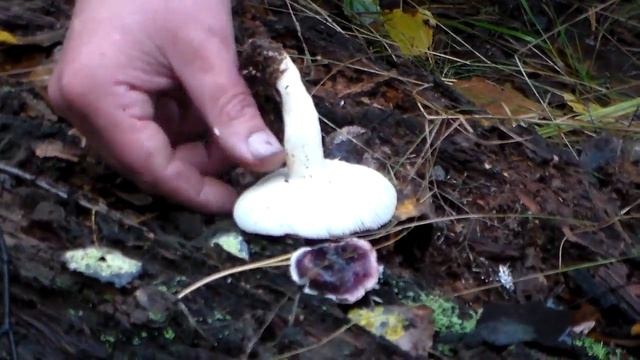 съедобные грибы - сыроежка красная смотреть онлайн