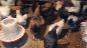 Куры молодки / Убрали 22 петушка / Осталось 72 кур-молодок, цыплят