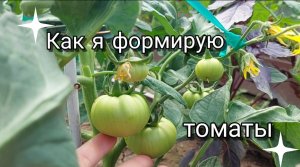 Как я формирую томаты