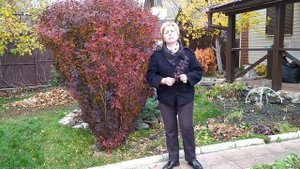 БАРБАРИСЫ В МОЕМ САДУ Любимые сорта