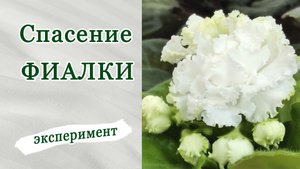 Спасение фиалки. Эксперимент от спасения до результата.