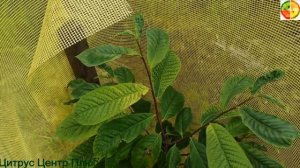 Азимина в открытом грунте