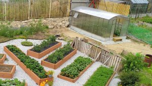 Обзор теплицы после 2х сезонов, яблони, сливы, тыквы - не знаем куда всё девать!