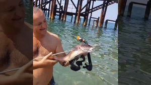 Вот такую рыбку добыл в Абхазии. Подводная охота в Абхазии.