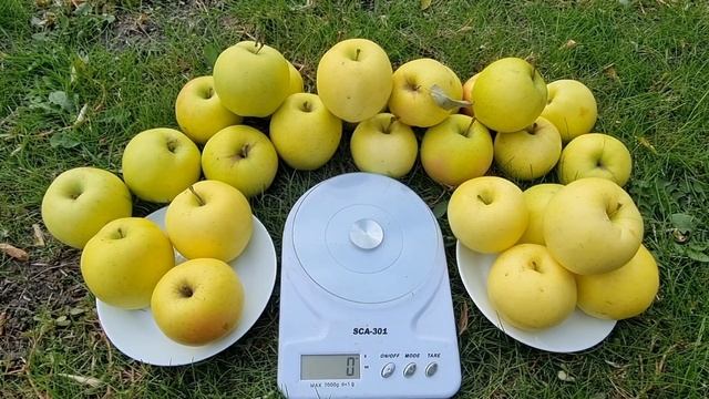 ЯБЛОНЯ СКИФСКОЕ ЗОЛОТО/ИММУННЫЙ К ПАРШЕ СОРТ ЯБЛОК