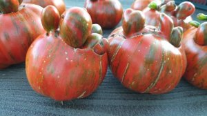 "Коллекционная серия" или Кошмар на грядке. Томат от фирмы Партнёр. Шок!!