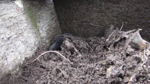 Хозяйство Воронова | Кроты испортили весь участок и один попал в теплицу