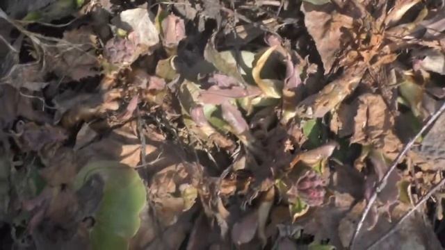 Березовый сок, гриб чага, медуница, гусиный лук. Весна, гуляю по лесу. смотреть онлайн